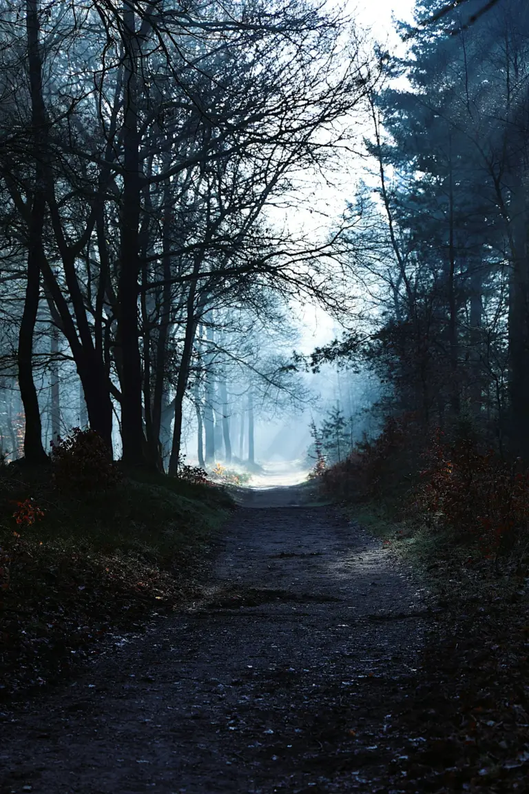 A foggy path through a dark, moody forest