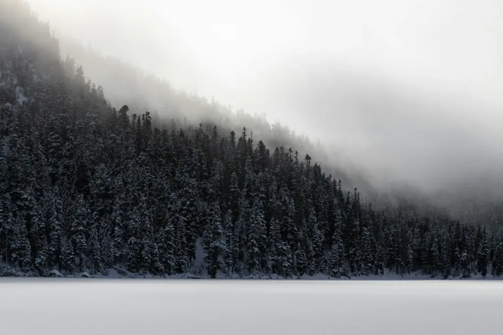 Snowy forest on a misty mountain slope