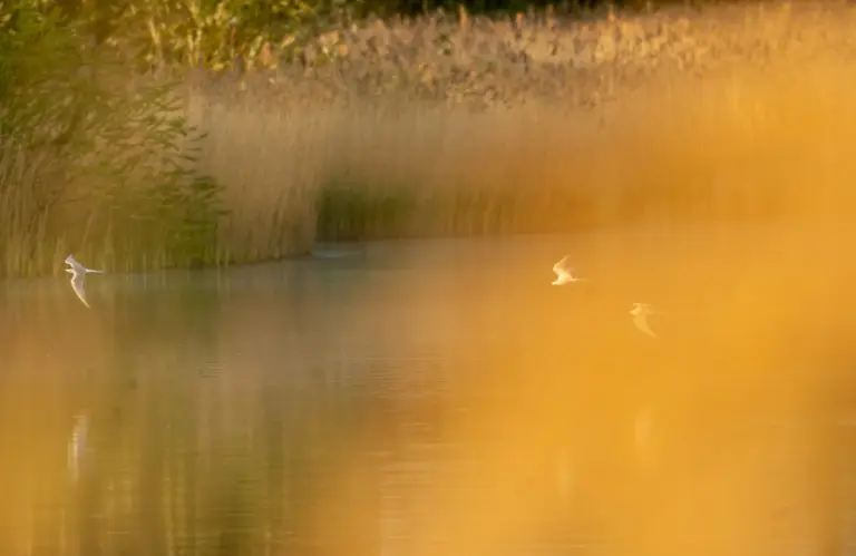 Birds gracefully fly over a calm lake