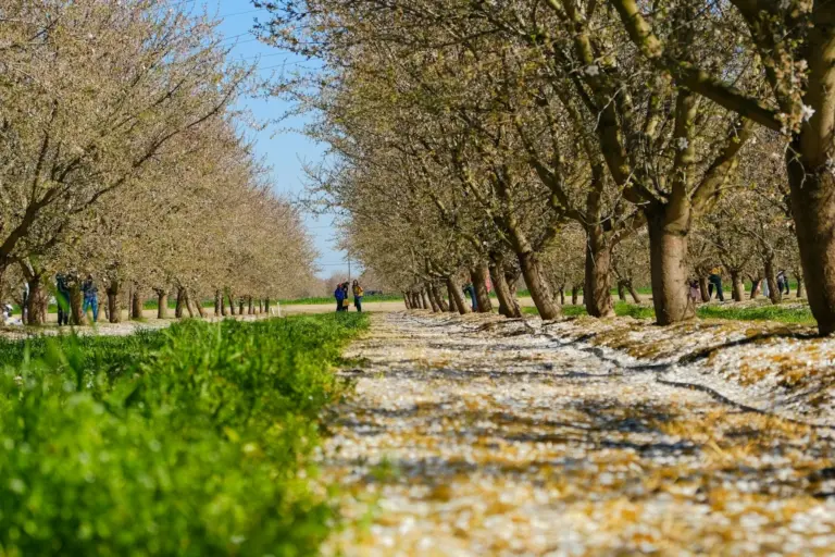 Rows of trees stand in a sunlit orchard