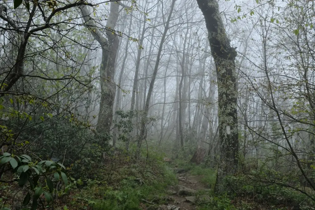 A foggy forest path with tall trees and green foliage