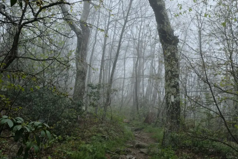 A foggy forest path with tall trees and green foliage