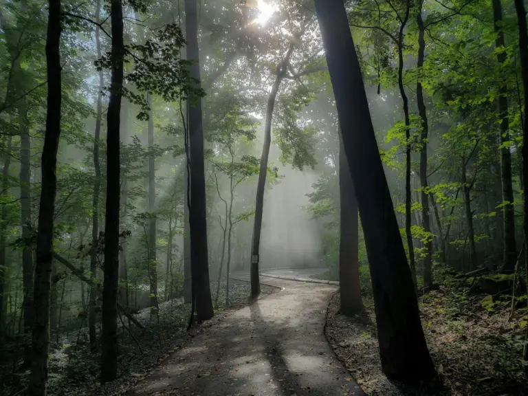 Sunlight filtering through mist in a dense forest along a paved path
